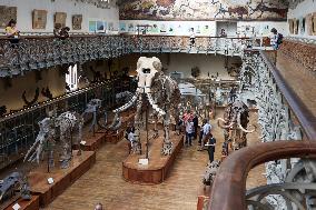 Restored Durfort Mammoth At National Museum Of Natural History - Paris