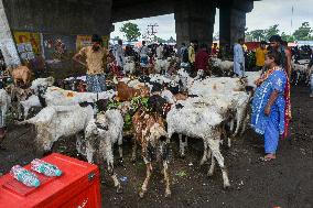 Livestock Market Ahead Of Eid-ul-Adha In India.