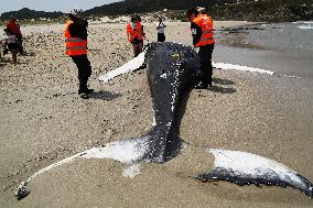 Humpback Whale Appears On Marmadeiro Beach - Spain