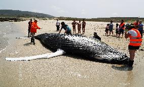 Humpback Whale Appears On Marmadeiro Beach - Spain