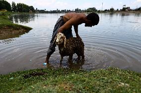 Sacrificial Animals For Sale In Kashmir