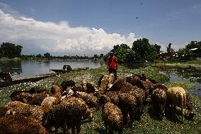 Sacrificial Animals For Sale In Kashmir