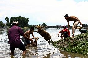 Sacrificial Animals For Sale In Kashmir