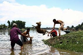 Sacrificial Animals For Sale In Kashmir