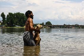 Sacrificial Animals For Sale In Kashmir