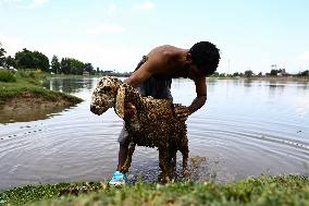 Sacrificial Animals For Sale In Kashmir