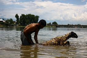 Sacrificial Animals For Sale In Kashmir