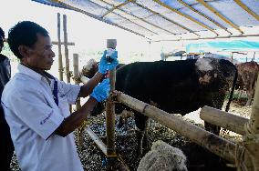Inspect Sacrificial Animals Ahead Of The Muslim Festival Of Eid Al-Adha In Indonesia