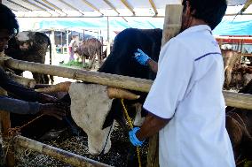 Inspect Sacrificial Animals Ahead Of The Muslim Festival Of Eid Al-Adha In Indonesia