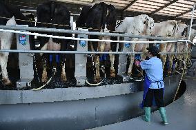 Modern Dairy Farm