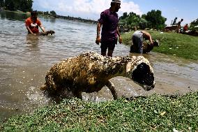 Sacrificial Animals For Sale In Kashmir