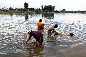 Sacrificial Animals For Sale In Kashmir