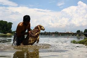 Sacrificial Animals For Sale In Kashmir