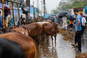 Eid Al-Adha Preparation In Bangladesh