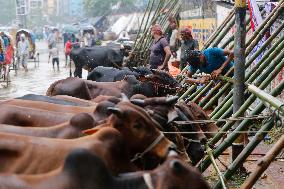 Eid Al-Adha Preparation In Bangladesh