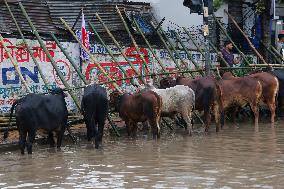 Eid Al-Adha Preparation In Bangladesh