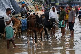 Eid Al-Adha Preparation In Bangladesh