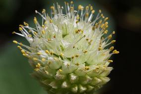 Onion Plant Flower