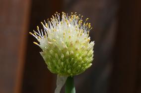 Onion Plant Flower