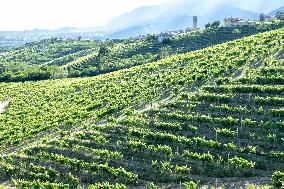 Panorama Of Santo Stefano Valdobbiadene (TV) Land Prosecco And Cartizze DOCG Vineyards In Summer