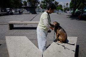 Canine And Feline Rabies Vaccination Day In Mexico