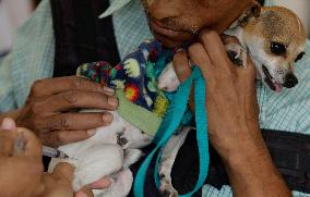 Canine And Feline Rabies Vaccination Day In Mexico