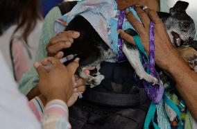 Canine And Feline Rabies Vaccination Day In Mexico