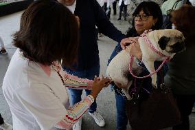 Canine And Feline Rabies Vaccination Day In Mexico