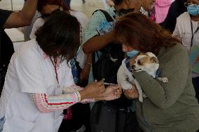 Canine And Feline Rabies Vaccination Day In Mexico