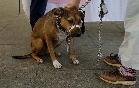 Canine And Feline Rabies Vaccination Day In Mexico