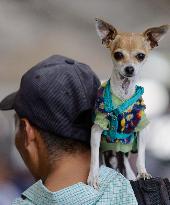 Canine And Feline Rabies Vaccination Day In Mexico