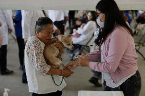 Canine And Feline Rabies Vaccination Day In Mexico