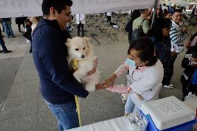 Canine And Feline Rabies Vaccination Day In Mexico