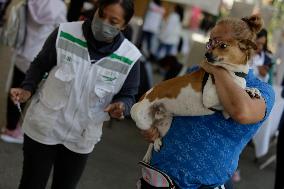 Canine And Feline Rabies Vaccination Day In Mexico