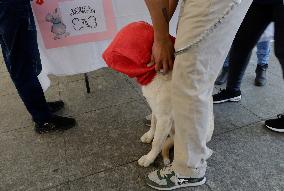 Canine And Feline Rabies Vaccination Day In Mexico