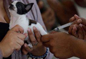 Canine And Feline Rabies Vaccination Day In Mexico