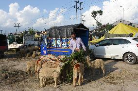 Eid Al Adha Preparation In Kashmir