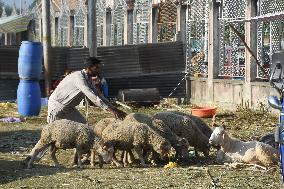 Eid Al Adha Preparation In Kashmir