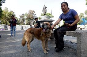 Anti-Rabies Campaign Begins In Mexico City