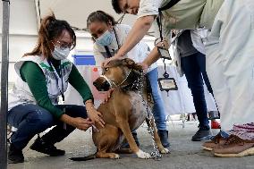 Anti-Rabies Campaign Begins In Mexico City