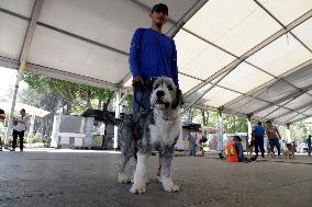 Anti-Rabies Campaign Begins In Mexico City