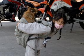 Anti-Rabies Campaign Begins In Mexico City