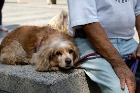 Anti-Rabies Campaign Begins In Mexico City