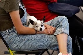 Anti-Rabies Campaign Begins In Mexico City