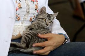 Anti-Rabies Campaign Begins - Mexico City