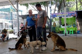 Anti-Rabies Campaign Begins - Mexico City