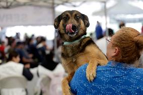 Anti-Rabies Campaign Begins - Mexico City