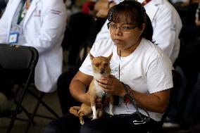 Anti-Rabies Campaign Begins - Mexico City