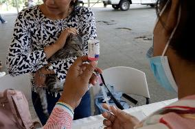 Anti-Rabies Campaign Begins - Mexico City