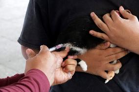 Anti-Rabies Campaign Begins - Mexico City